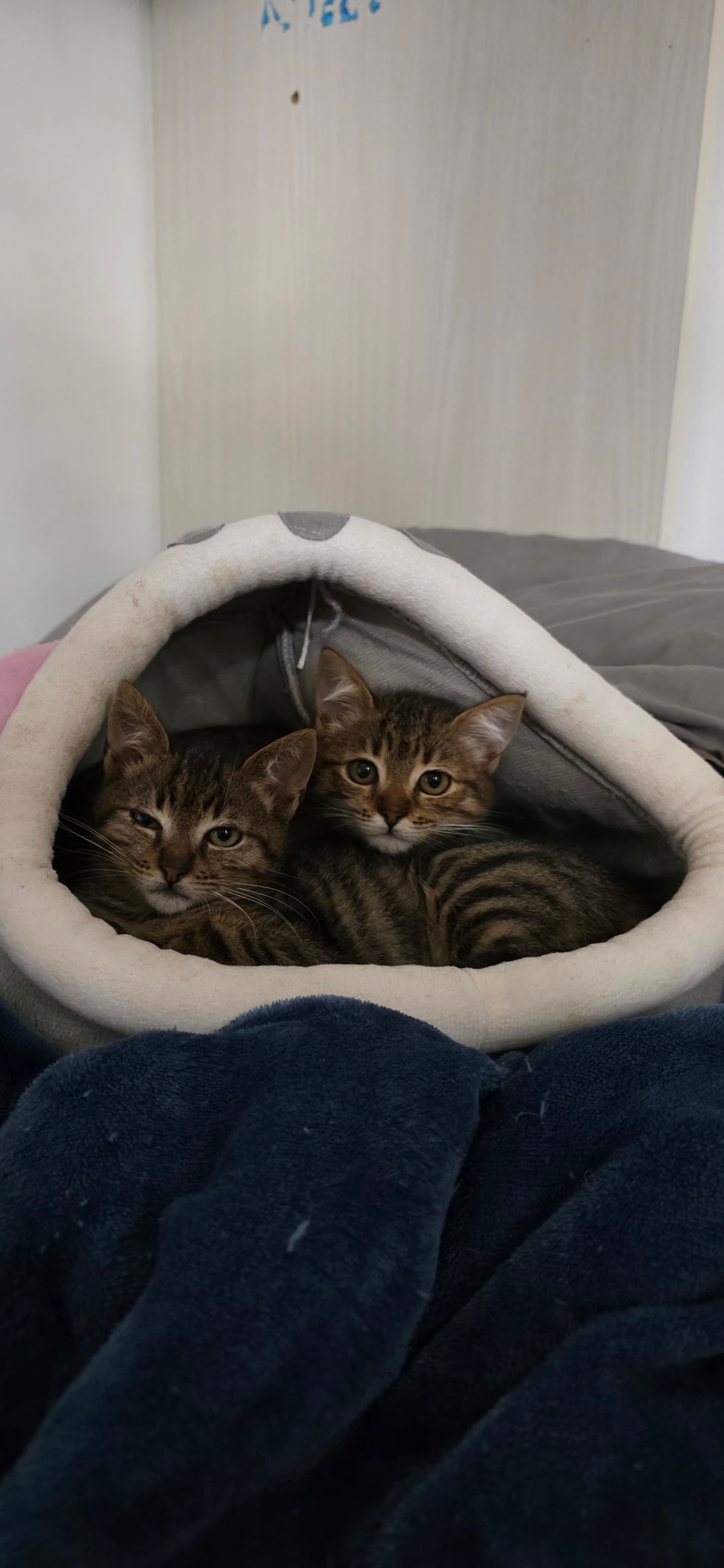 Mia e Perlo - foto 2